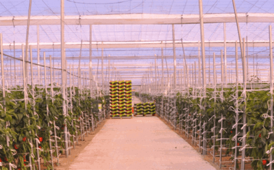 Planta de almacenamiento y regasificación de CO2 líquido en ZOI Agrícola