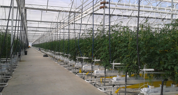 invernadero-las-mariposas